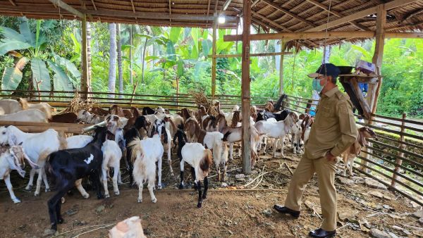 Pemprov Sulbar Salurkan Bantuan Kambing, Inspektorat Pastikan Tepat Sasaran